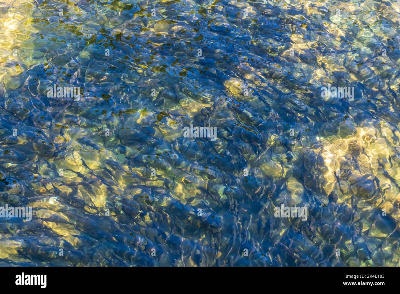 Hunderte von Grasfischen unter kristallklarem Wasser im Norden Kanadas im Sommer mit wunderschönem Wasser. Stockfoto