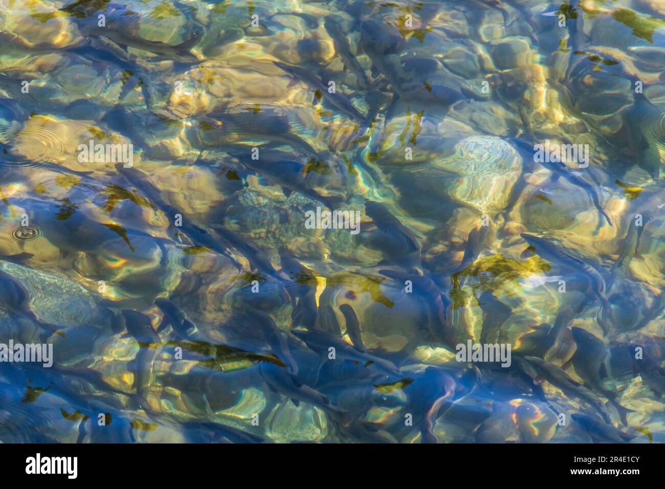 Hunderte von Grasfischen unter kristallklarem Wasser im Norden Kanadas im Sommer mit wunderschönem Wasser. Stockfoto