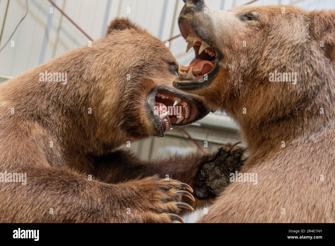Tierpräparate Grizzlybären im Yukon Territory mit Schüssen großer Fleischfresser aus nächster Nähe. Zähne und Kopf werden angezeigt. Stockfoto