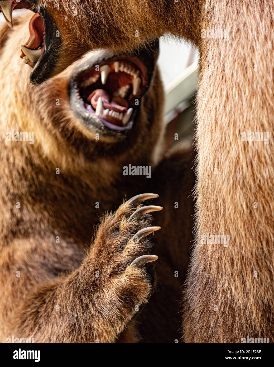 Tierpräparate Grizzlybären im Yukon Territory mit Schüssen großer Fleischfresser aus nächster Nähe. Zähne und Kopf werden angezeigt. Stockfoto