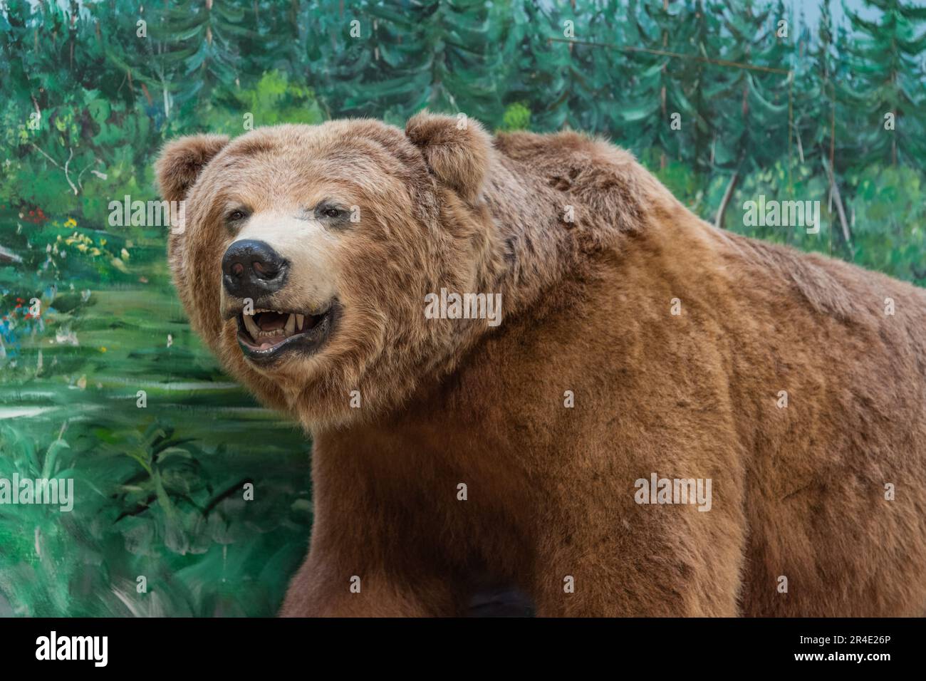 Tierpräparate Grizzlybären im Yukon Territory mit Schüssen großer Fleischfresser aus nächster Nähe. Zähne und Kopf werden angezeigt. Stockfoto