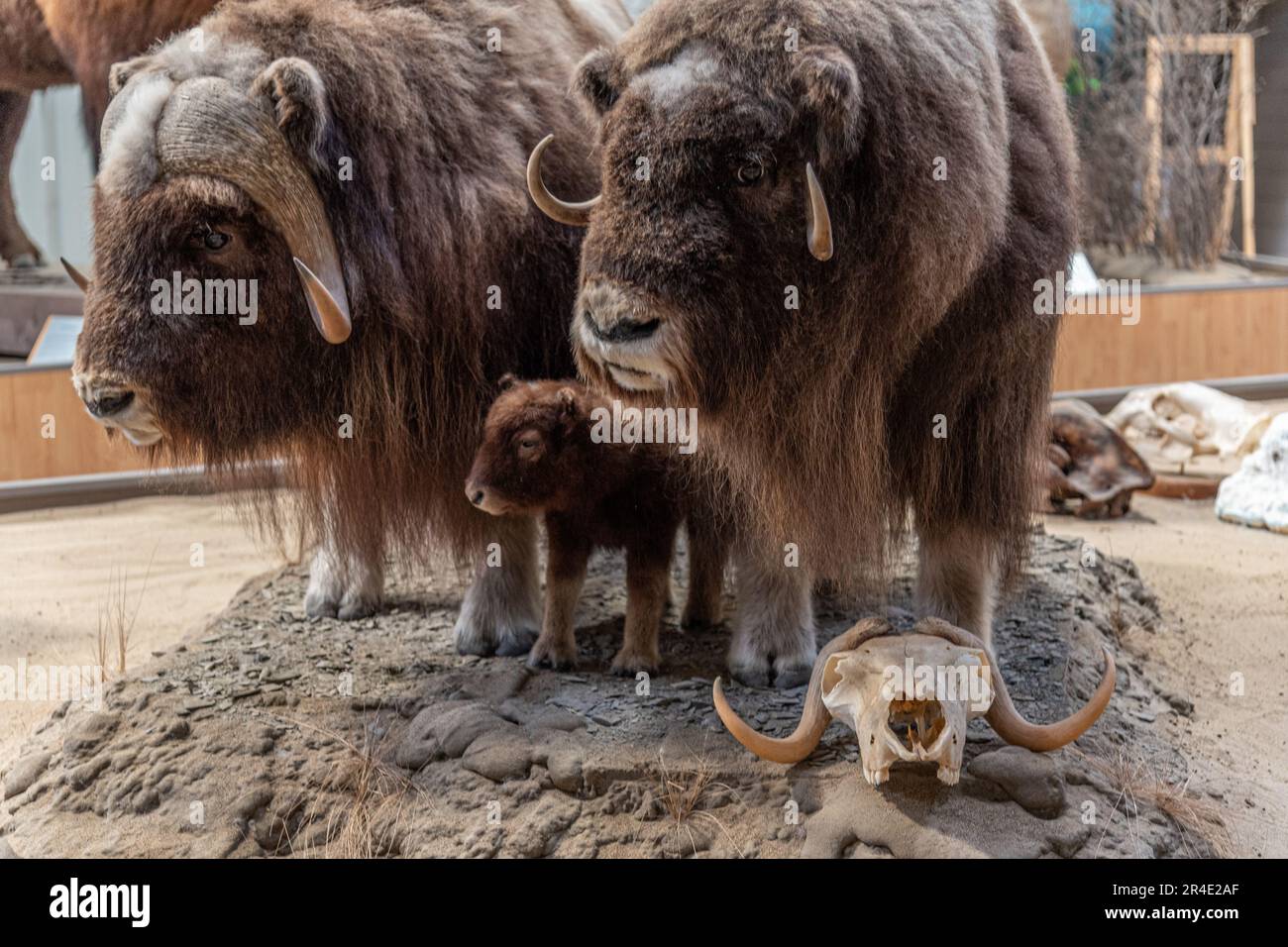 Taxidermisierte Moschusfamilie mit jungen Kälbern und zwei Erwachsenen in einem kanadischen Museum. Stockfoto