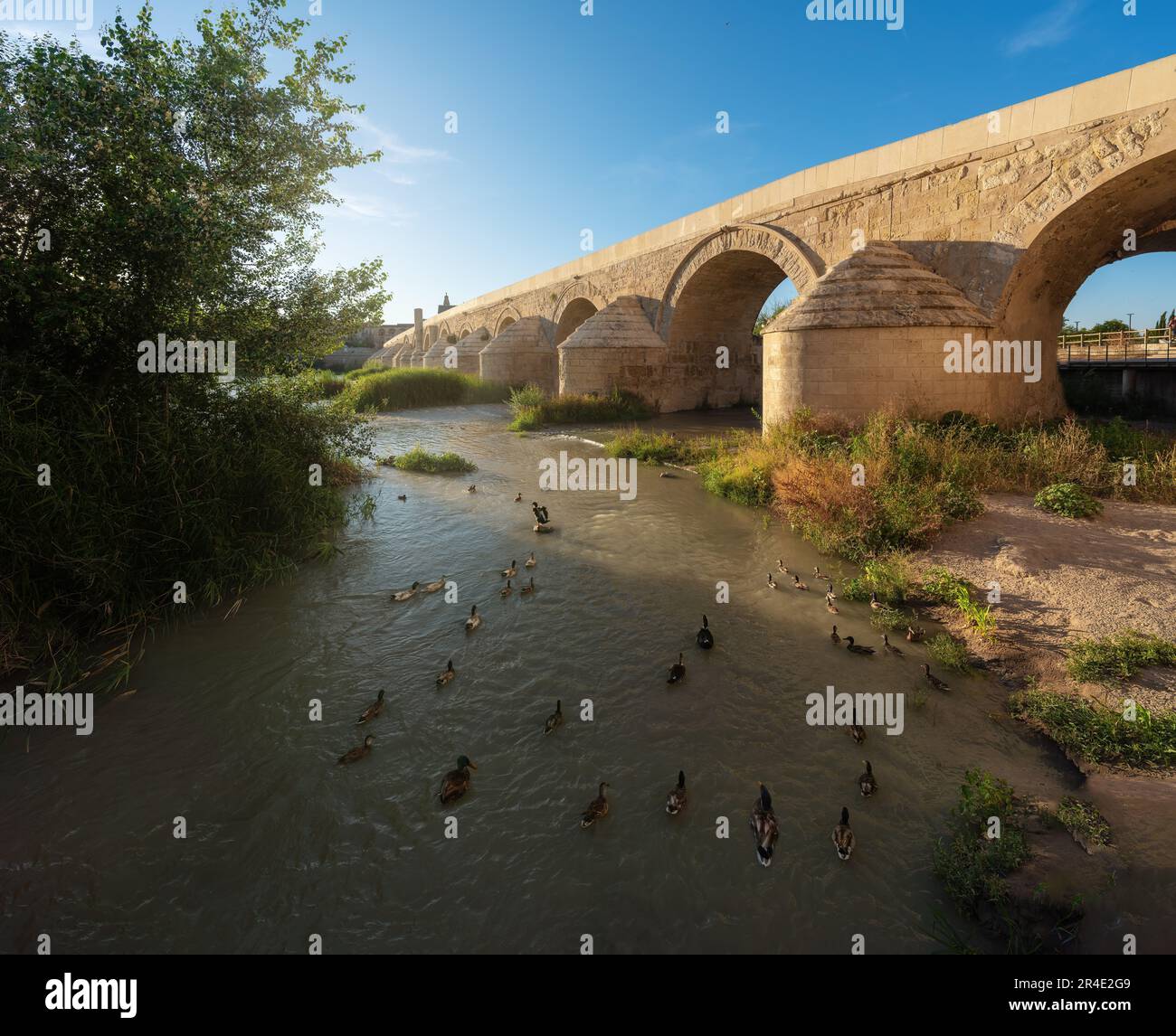 Gruppe von Enten am Fluss Guadalquivir in der Nähe der römischen Brücke - Cordoba, Andalusien, Spanien Stockfoto