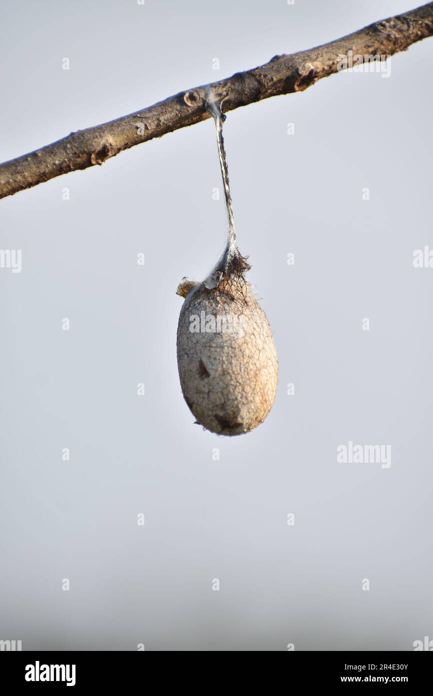 Weißer Seidenraupe Cocoon Geheimnis aus Seidenstoff Stockfoto