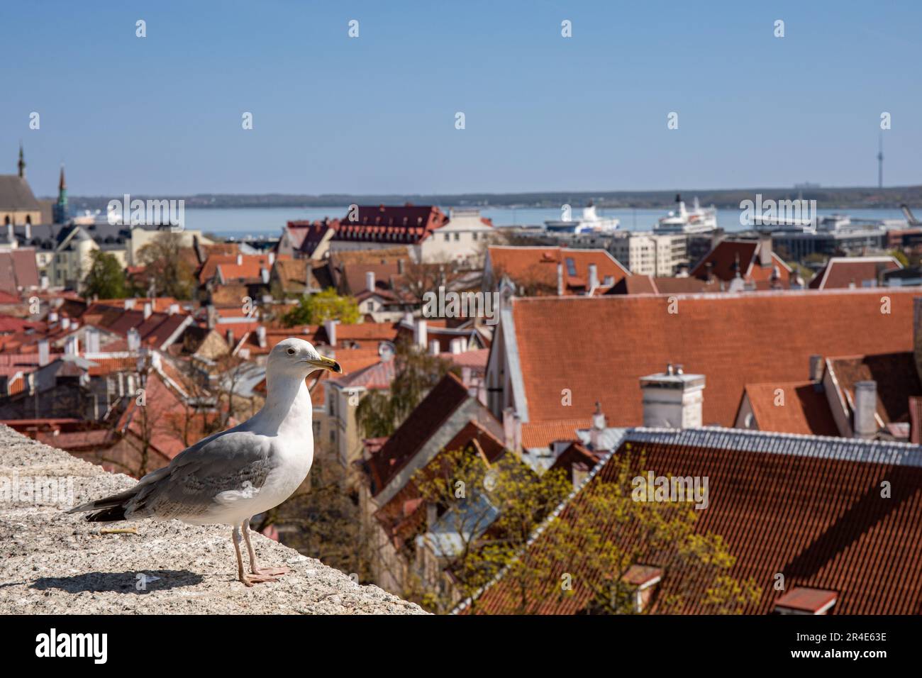 Europäische Heringsmull, Larus argentatus, hoch oben am Rand der Kohtutosa Aussichtsplattform in Vanalinn, der Altstadt von Tallinn, Estland Stockfoto