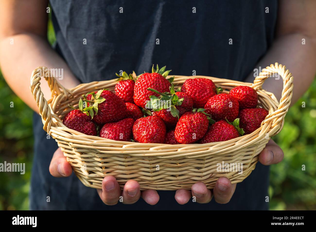 Bio-Beeren. Frische Bio-Erdbeeren in einem Korb in den Händen der Bauern. Agrar- oder Erntekonzept Stockfoto