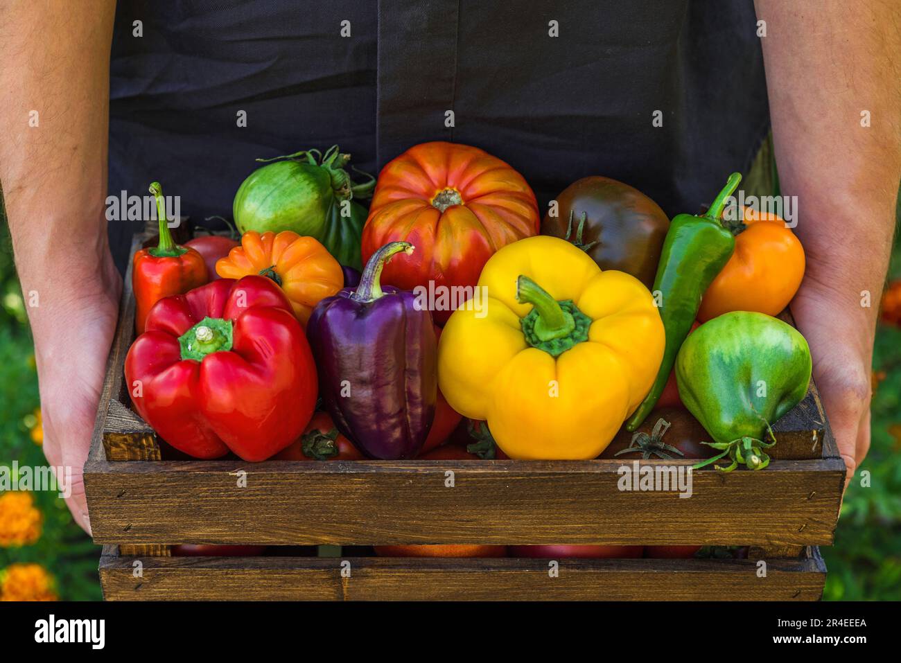 Landwirt mit frisch geerntetem Gemüsepfeffer und Tomaten in Holzkiste. Landwirtschafts- und Gartenkonzept Stockfoto