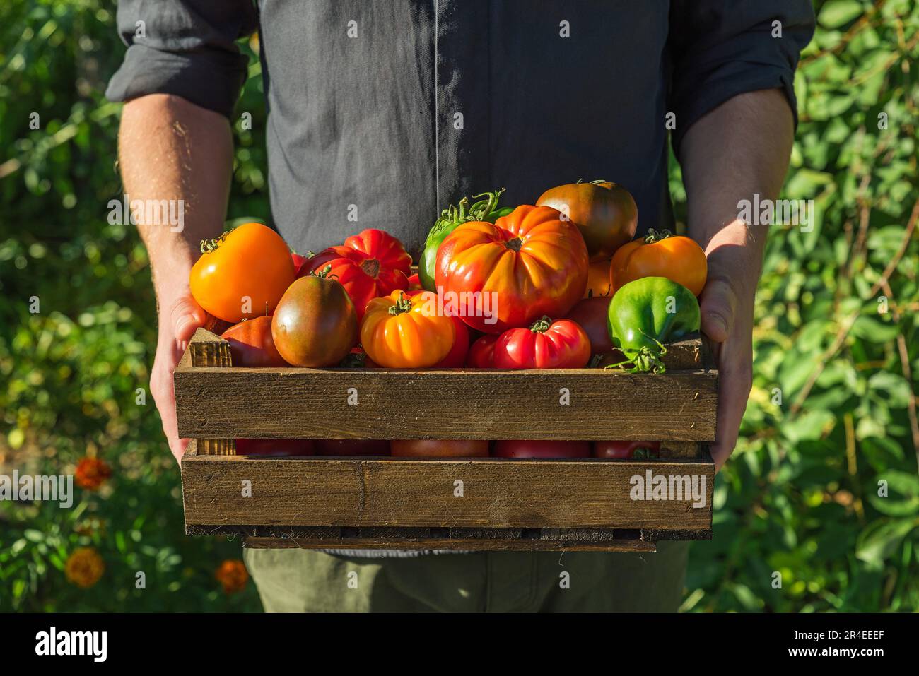Agrar- oder Erntekonzept. Bio-Gemüse. Frische biologische, bunte Tomaten in Holzkiste in den Händen der Bauern Stockfoto