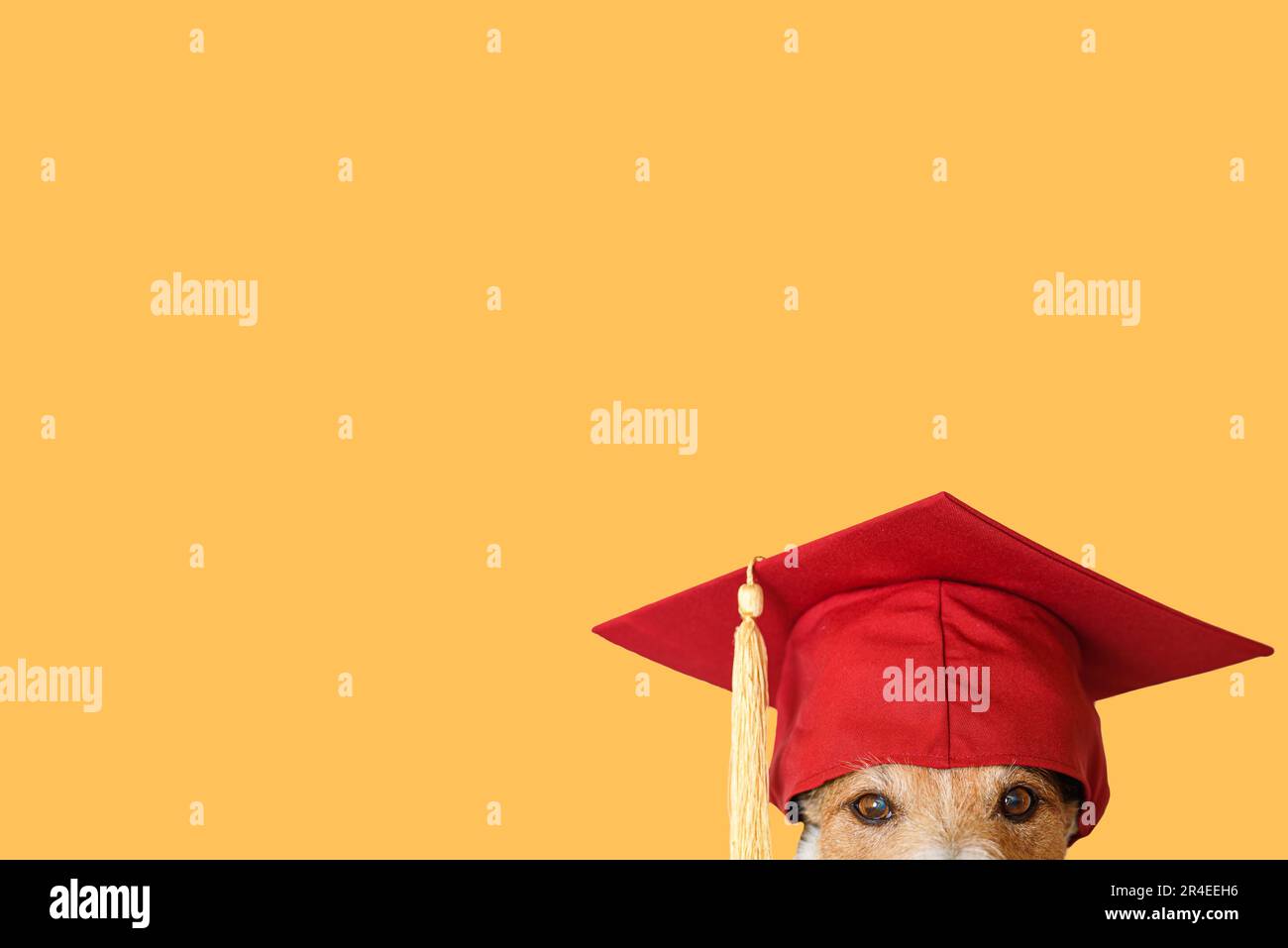 Hund mit Graduiertenmütze. Einfarbiger Hintergrund für humorvolle Designs für Schule, Training und Bildung Stockfoto