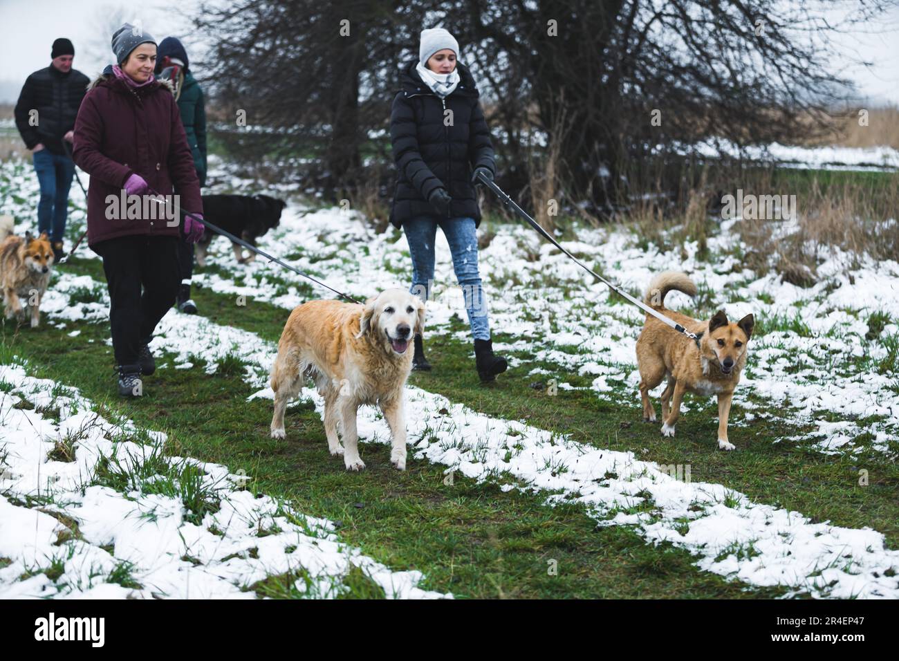 Mit hübschen Hunden im Schnee spazieren gehen, Freiwillige kümmern sich um  Hunde. Hochwertiges Foto Stockfotografie - Alamy