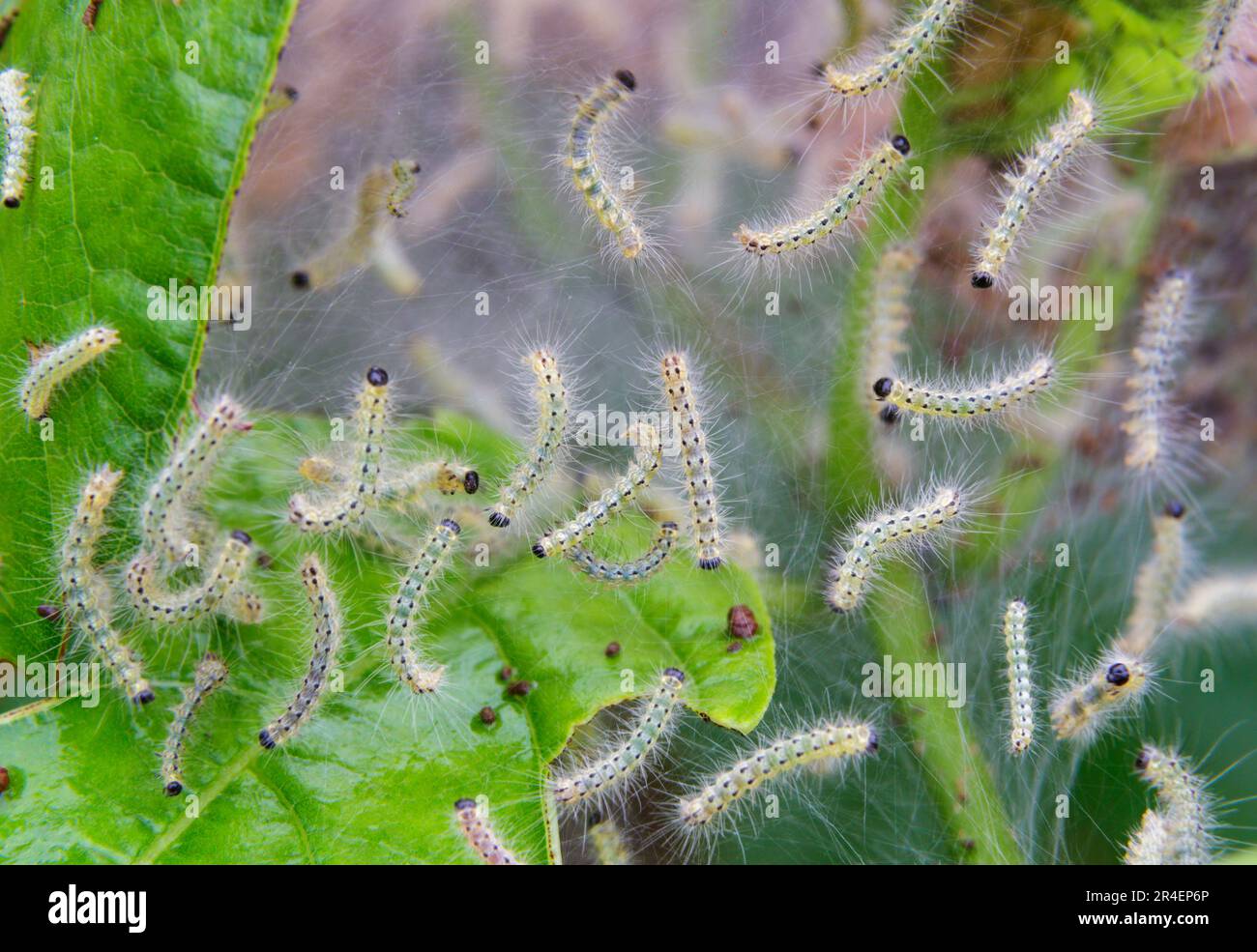 Web-Nest von Herbstwebwürmern, Raupen der Fall Webworm Motte (Hyphantria cunea), auch bekannt als östliche Zeltraupe, Zigeunermotte, Brazos Bend St Stockfoto
