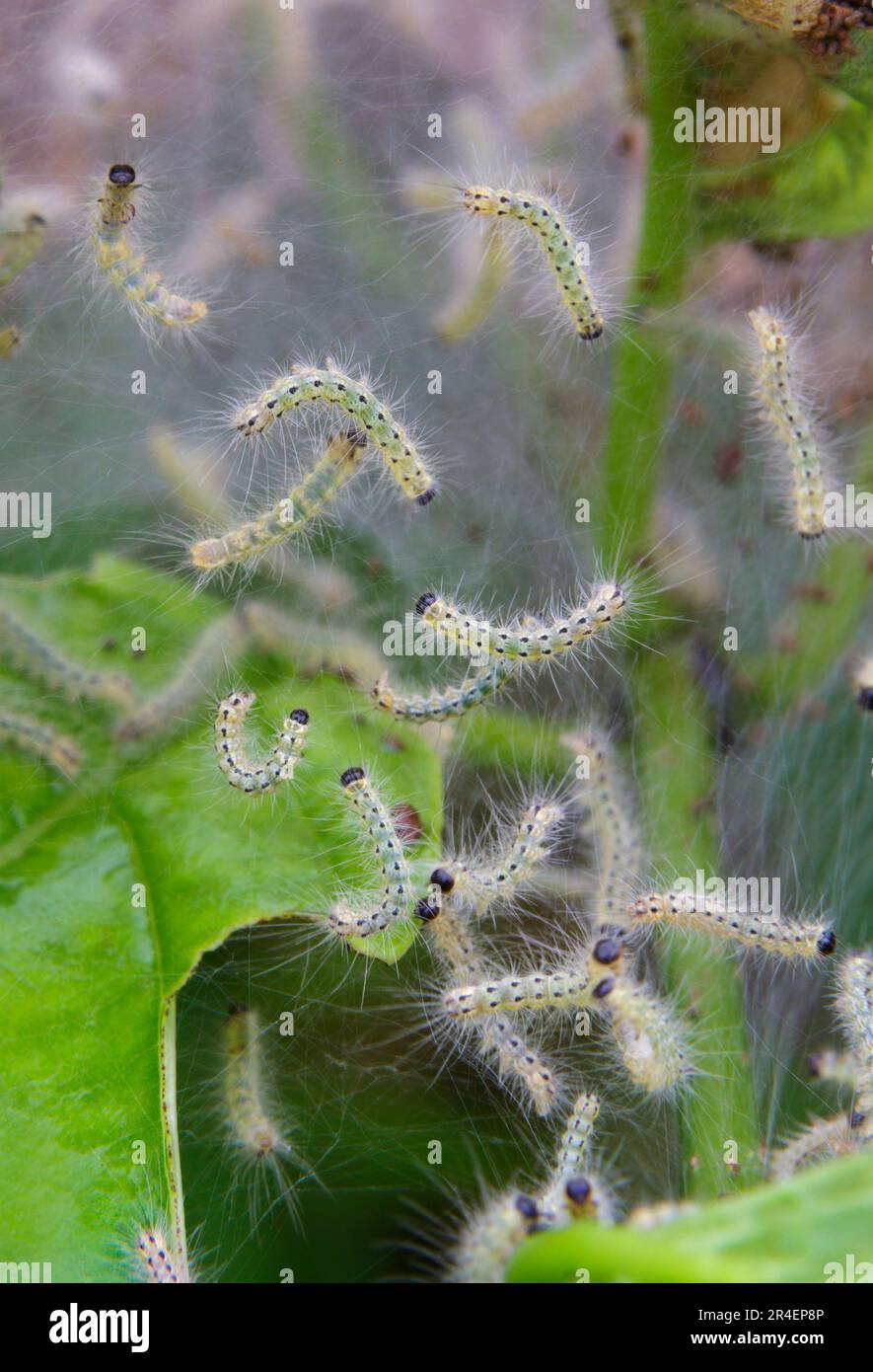 Web-Nest von Herbstwebwürmern, Raupen der Fall Webworm Motte (Hyphantria cunea), auch bekannt als östliche Zeltraupe, Zigeunermotte, Brazos Bend St Stockfoto