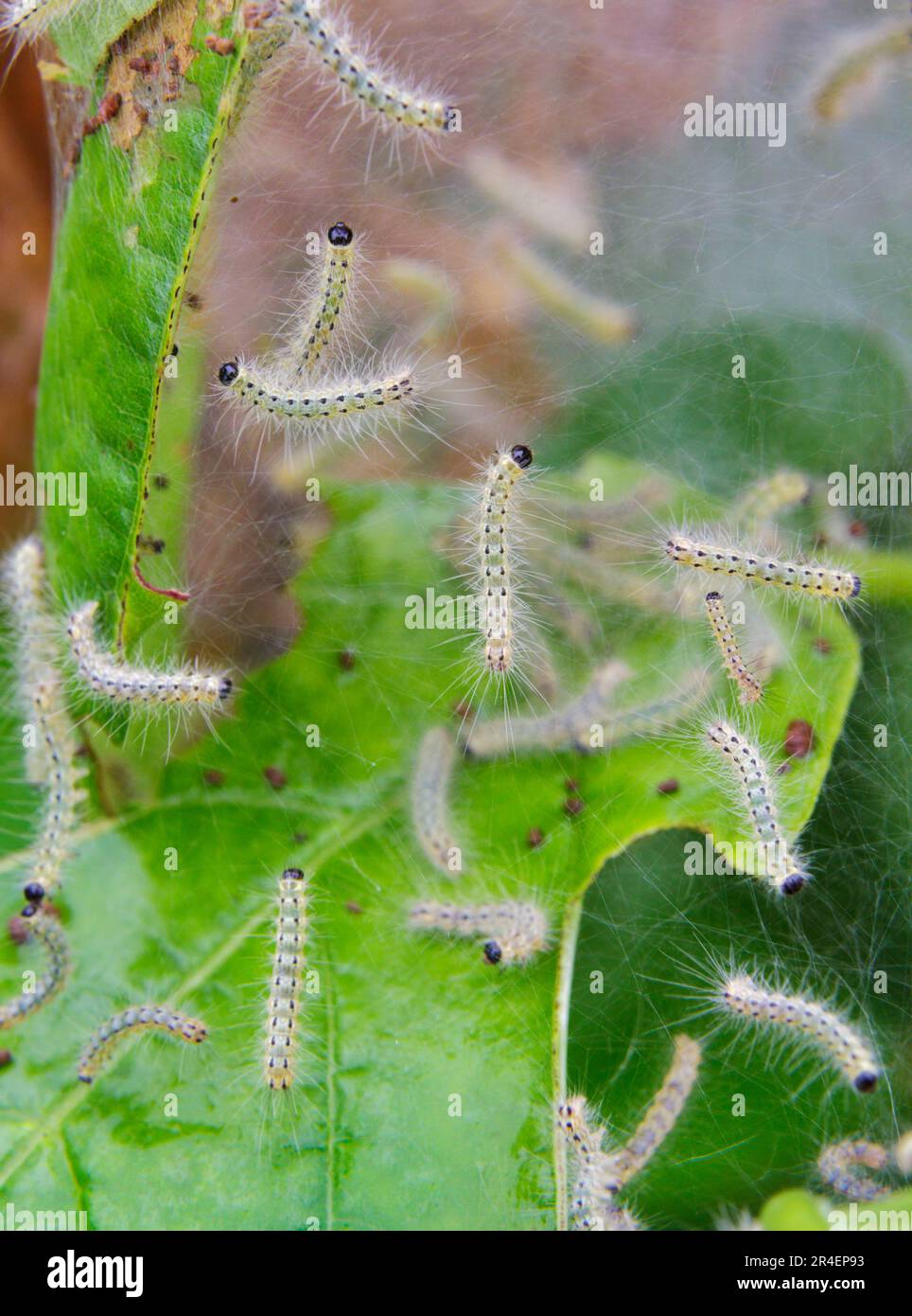 Web-Nest von Herbst-Webwürmern, Raupen der Herbst-Webworm-Motte (Hyphantria cunea), auch bekannt als östliche Zelt-Raupe, Zigeunermotte, Texas Stockfoto
