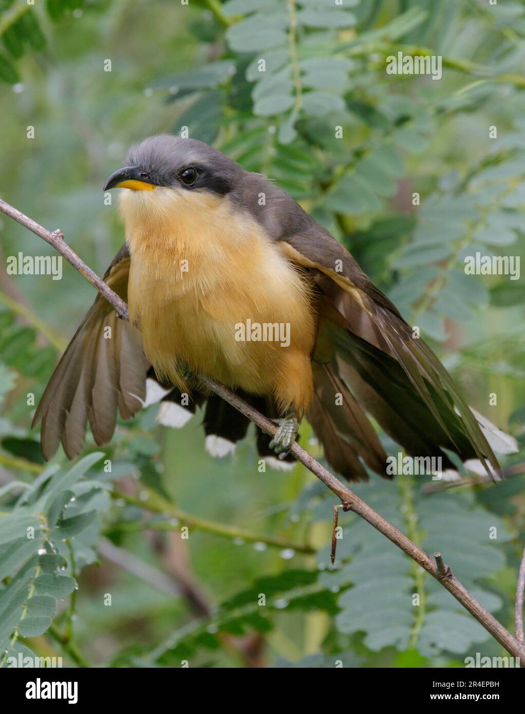 Mangrove Cuckoo (Coccyzus minor), eine seltene Vogelart, die die Küste von Texas besucht und Federn nach Regen trocknet, in Galveston, Texas, USA. Stockfoto