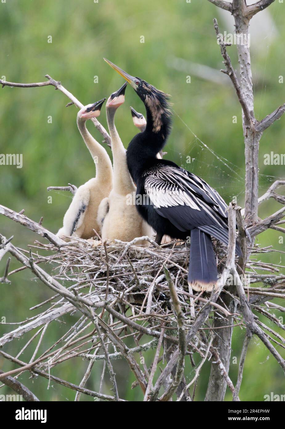 Anhinga (Anhinga anhinga), männlich, mit Küken, die um Nahrung betteln, High Island, Texas, USA. Stockfoto