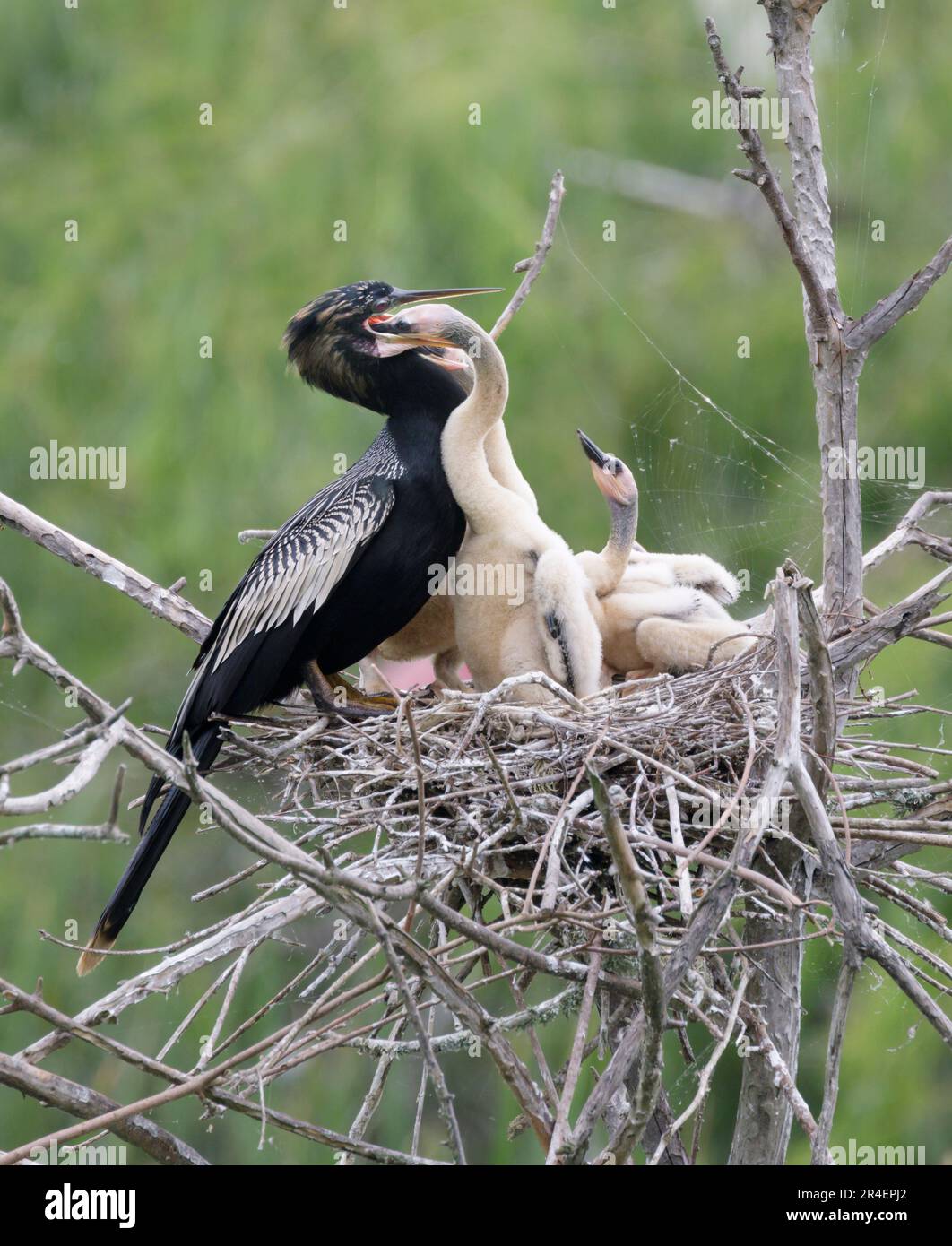 Anhinga (Anhinga anhinga) männliche Küken füttern im Nest, High Island, Texas, USA. Stockfoto