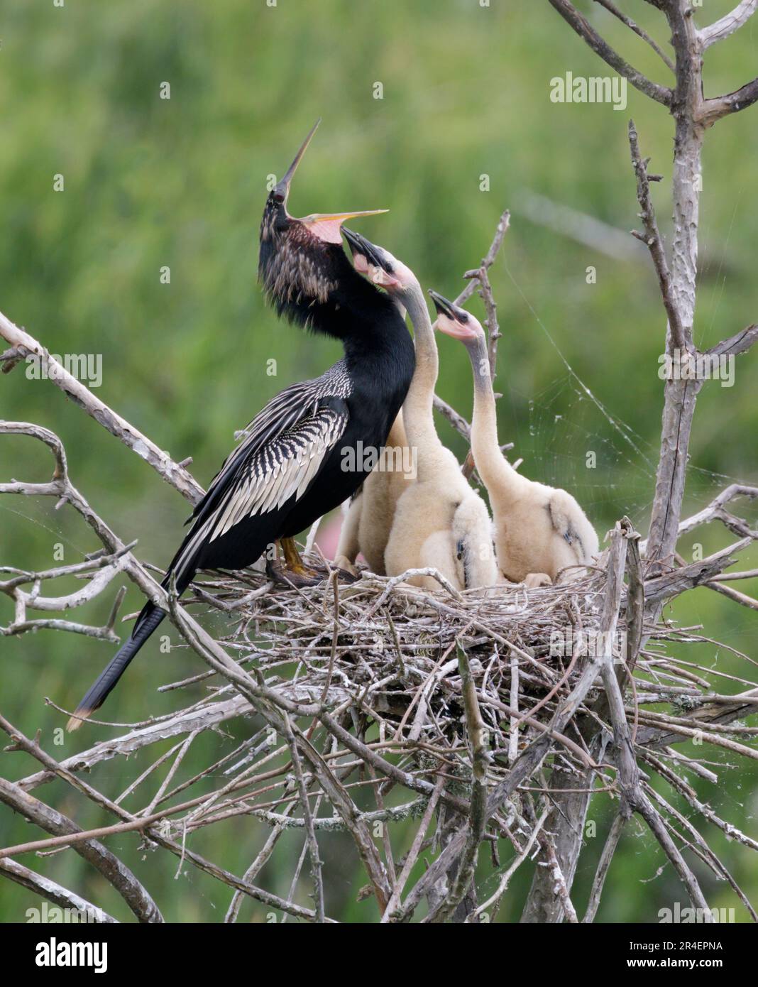 Anhinga (Anhinga anhinga), männlich, mit Küken, die um Nahrung betteln, High Island, Texas, USA. Stockfoto