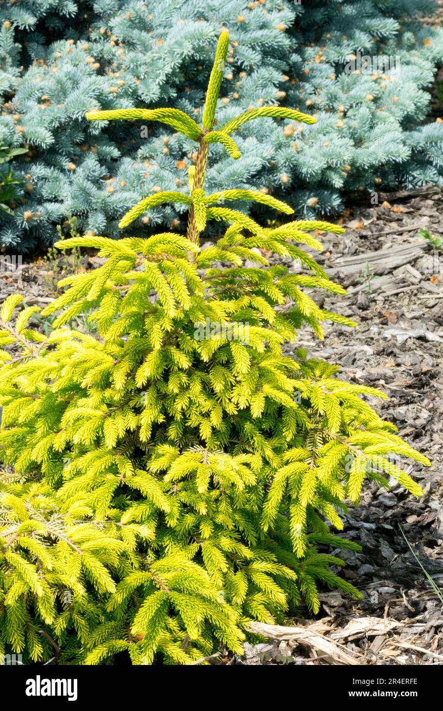 Picea orientalis „Depresa Aurea“, orientalischer Fichtenbaum Stockfoto