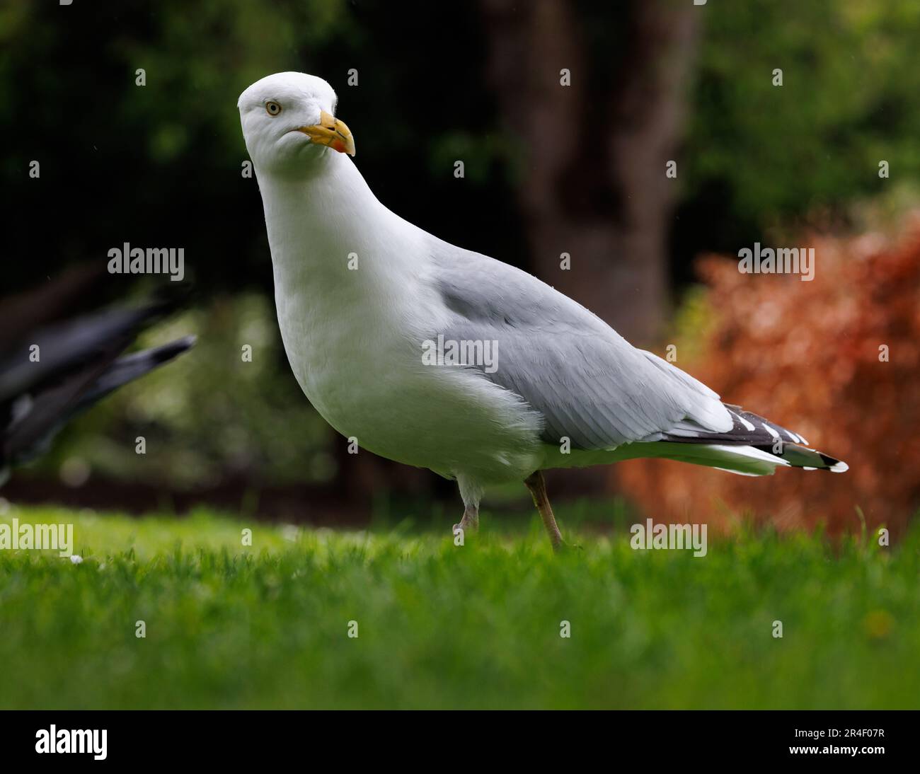 Heringsmöwe [ Larus argentatus ] aus tiefer Sicht auf Gras im örtlichen Park, Taunton, UK Stockfoto