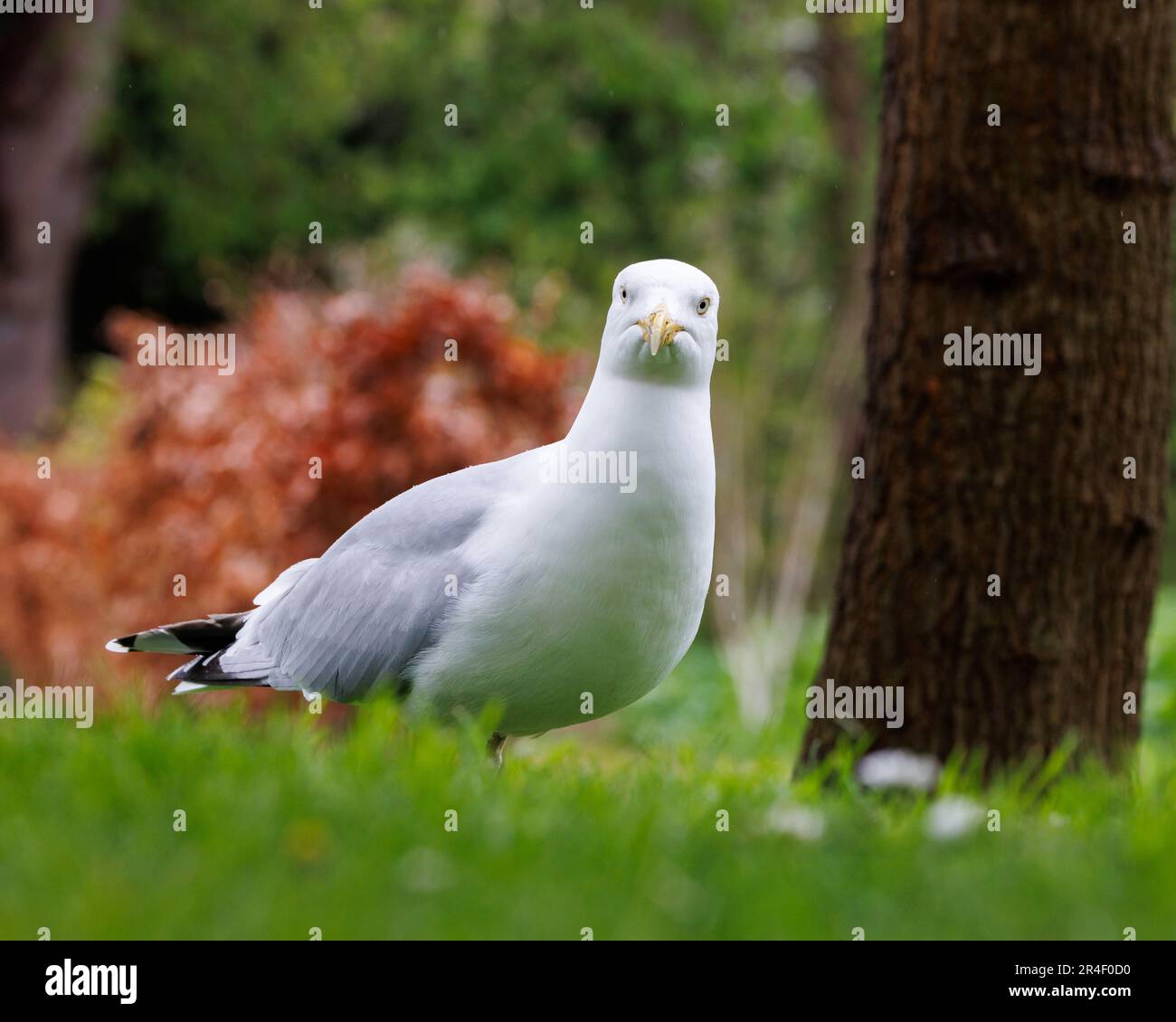 Heringsmöwe [ Larus argentatus ] aus tiefer Sicht auf Gras im örtlichen Park, Taunton, UK Stockfoto