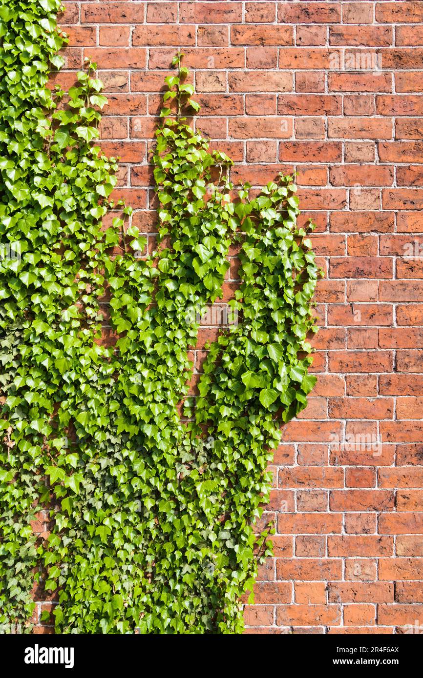 Grünes Efeu, das vertikal auf saubere rote Ziegelmauern klettert, mit Vegetation in Form von Fingern Stockfoto