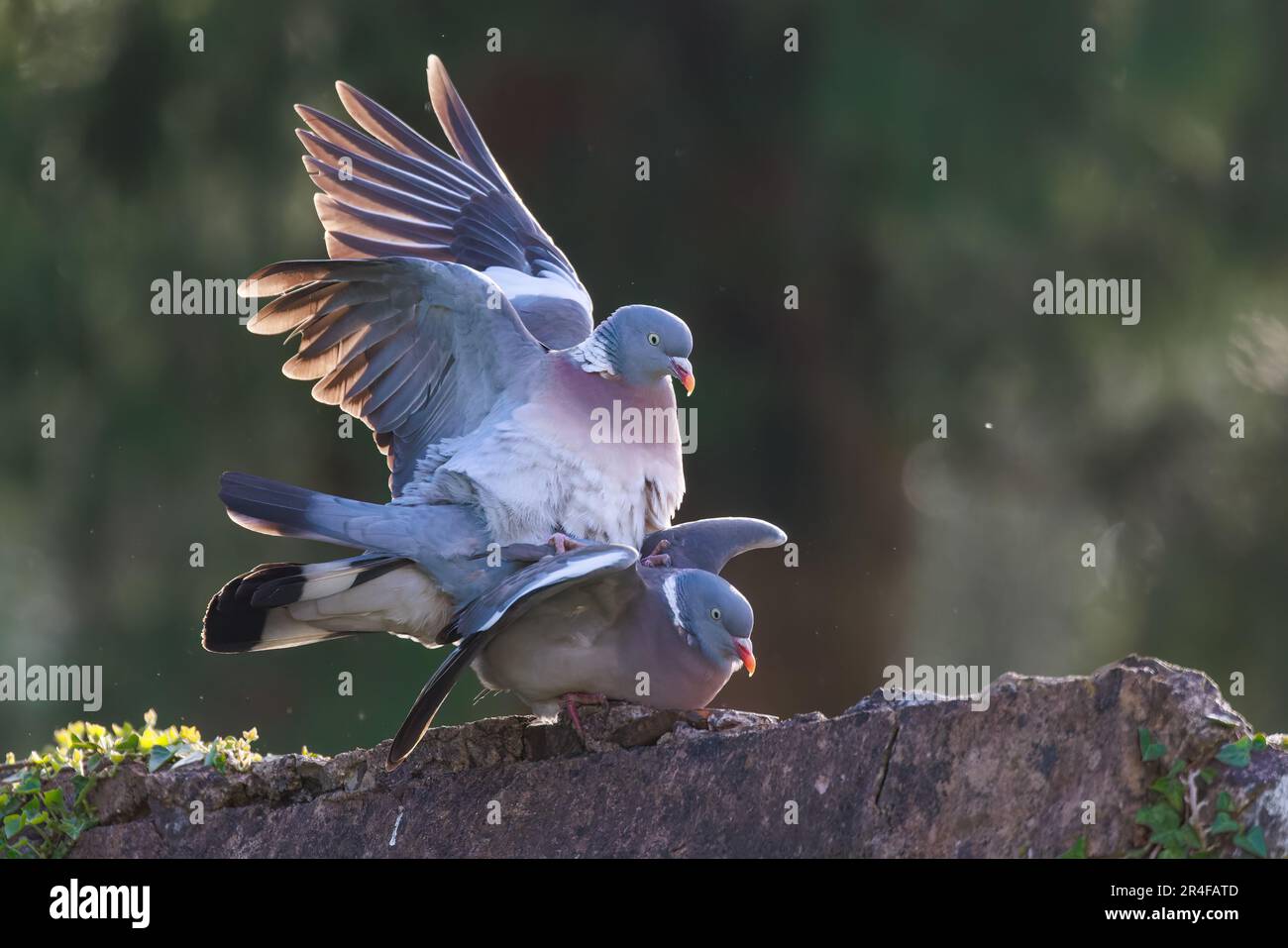 Wood Pigeons [ Columba Palumbus ] Paar Vögel paaren sich mit Hintergrundbeleuchtung an der Gartenwand mit Bokeh-Highlights im Hintergrund Stockfoto