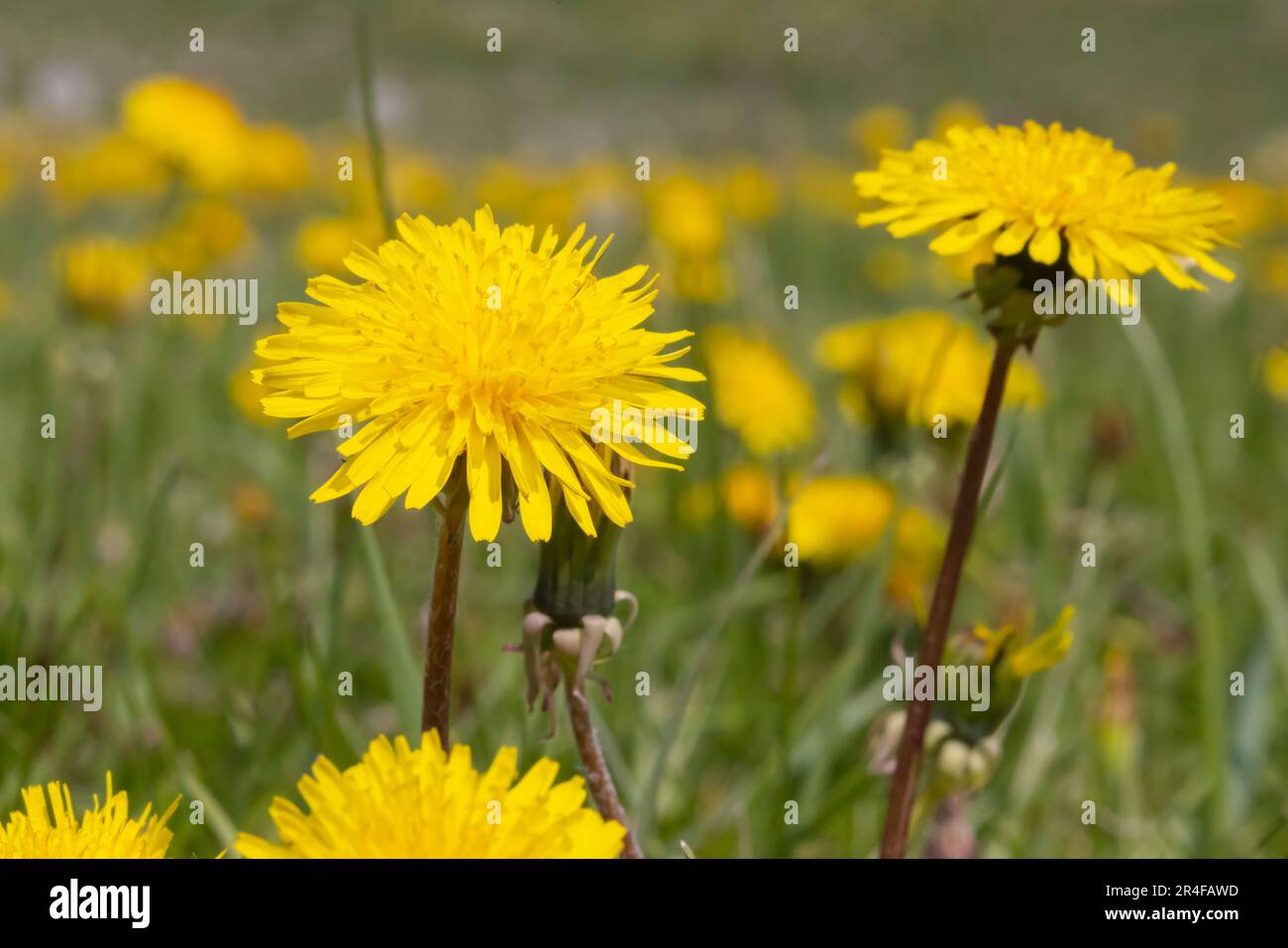 Nahaufnahme einer Löwenzahn-Taraxacum officinale-Blume im Frühling. Stockfoto
