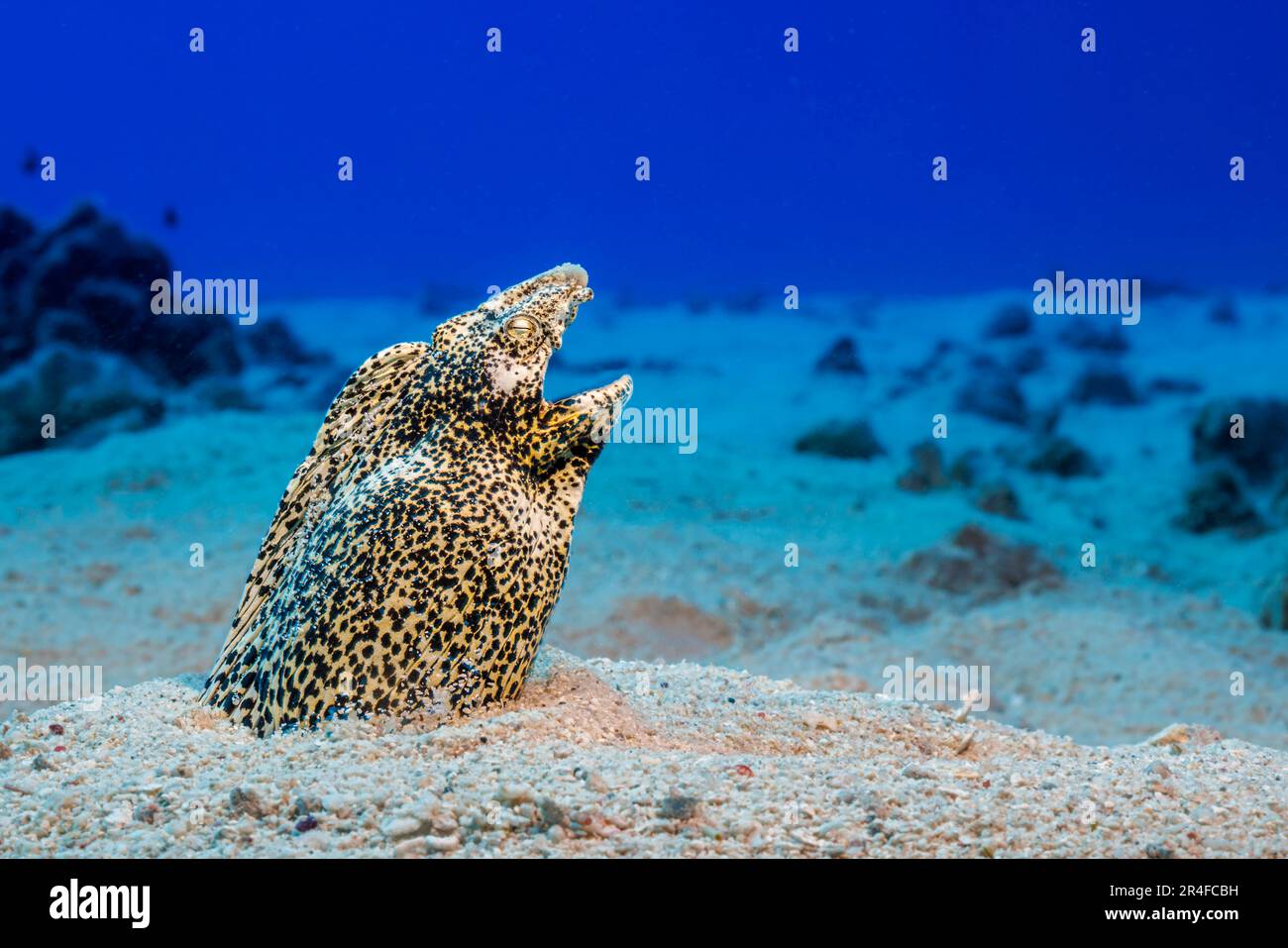 Sommersprossige Schlangenaalen, Callechelys lutea, in losen Sand begraben mit nur ihre Köpfe sichtbar. Sie erreichen mehr als drei Fuß in der Länge und wenn sie bedroht Stockfoto