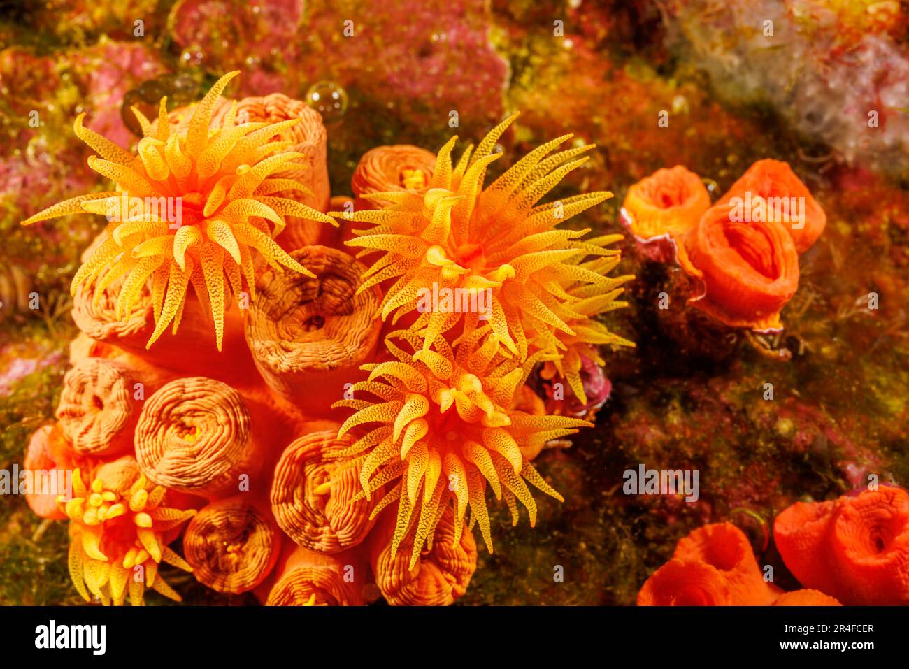 Ein genauer Blick auf Orangenbeerkorallen, Tubastraea coccinea, Hawaii. Stockfoto