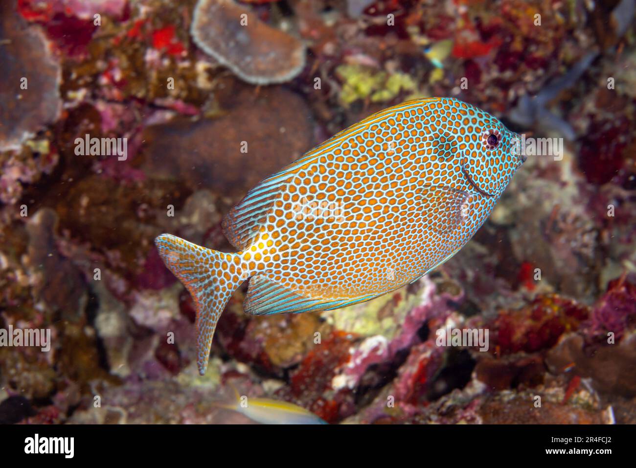 Der dunkle Fleck über und hinter der Kiemen-Abdeckung findet sich auf allen Goldflecken-Kaninchen, Siganus punctatus, Philippinen. Stockfoto