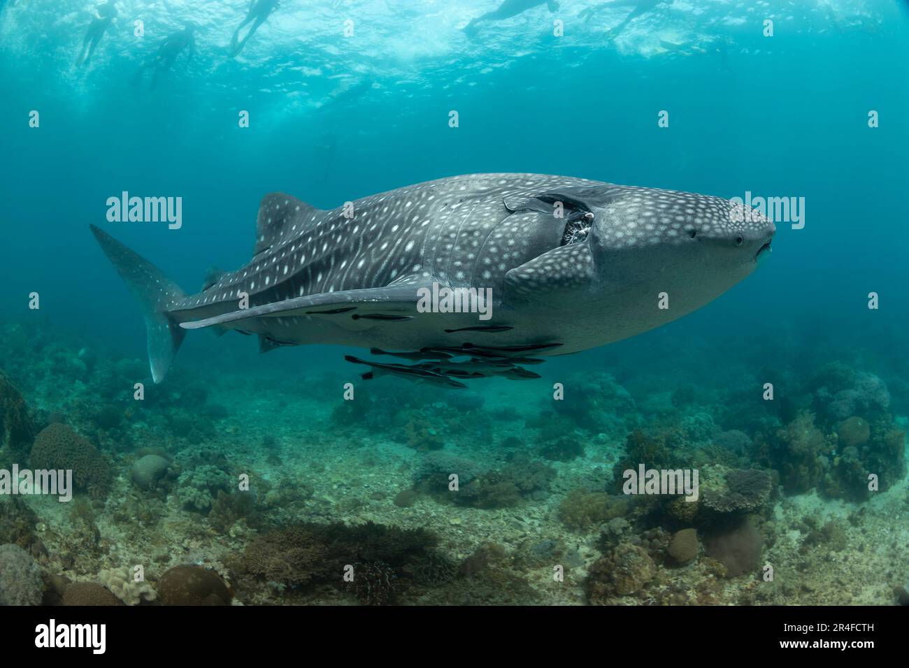 Schnorchler an der Oberfläche folgen einem Walhai, dem Rhiniodon-Typus, und fahren über ein flaches Riffgebiet, Philippinen. Dies ist die weltweit größte Art von Stockfoto