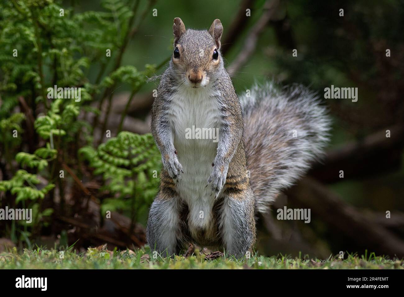 Ein lustiges Foto eines grauen Eichhörnchens, das auf seinen hinteren Beinen steht und in die Kamera starrt. Ein verschwommener Hintergrund mit Platz für Text beendet den Vorgang. Stockfoto