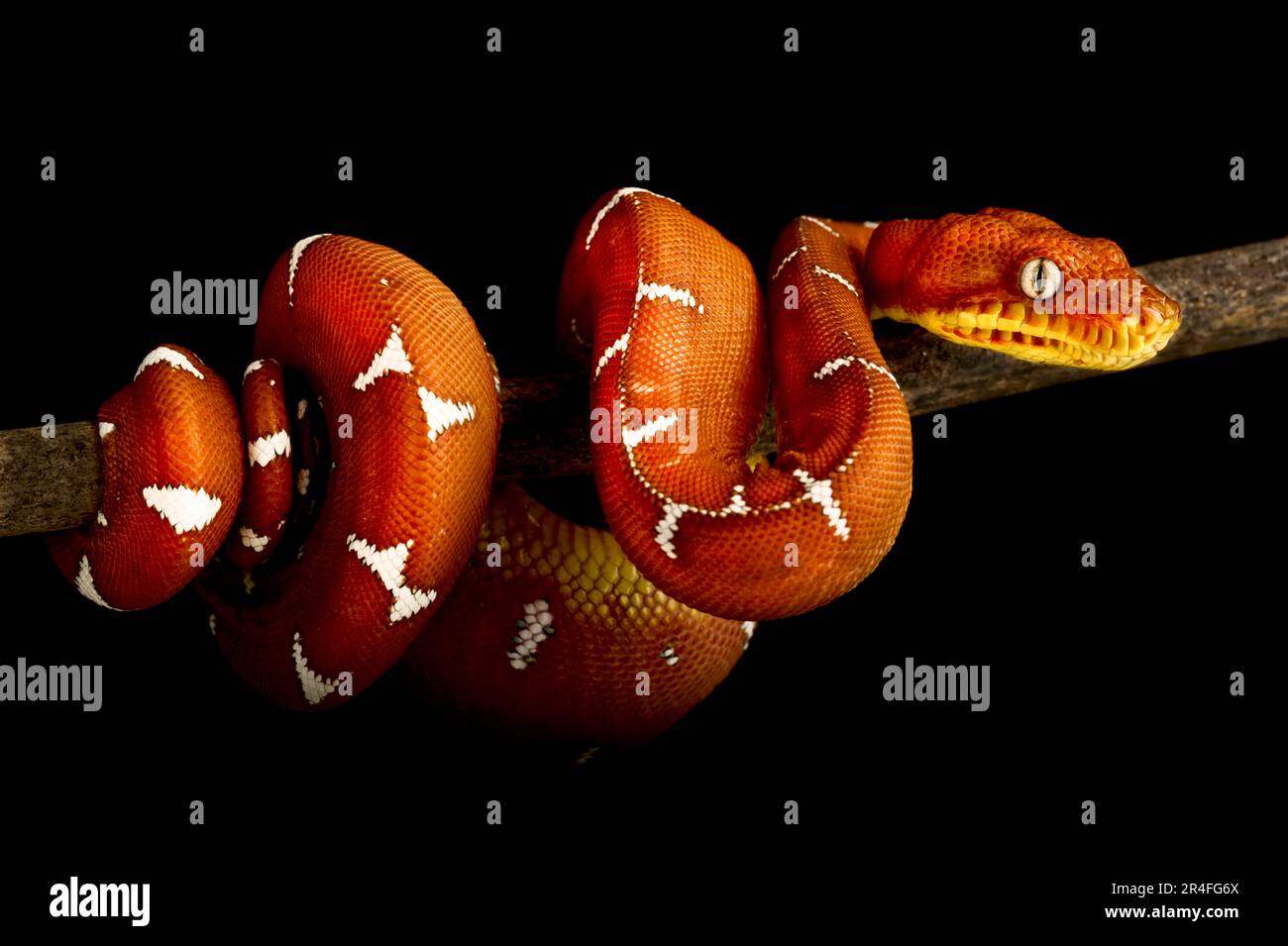 Amazonasboa (Corallus batesii) Stockfoto