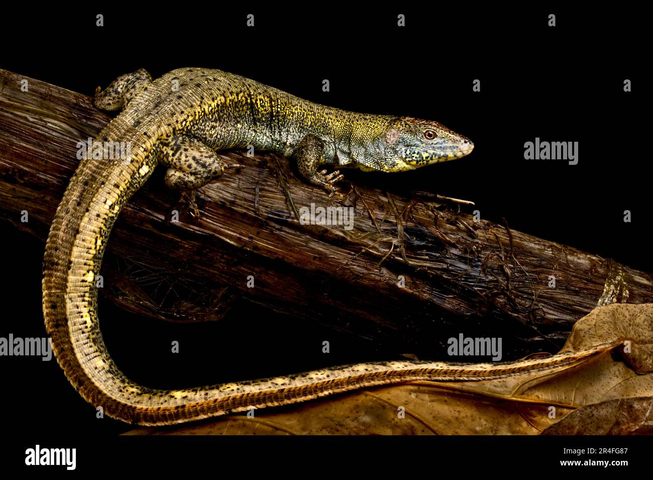 Krokodilechse (Crocodilurus amazonicus) Stockfoto