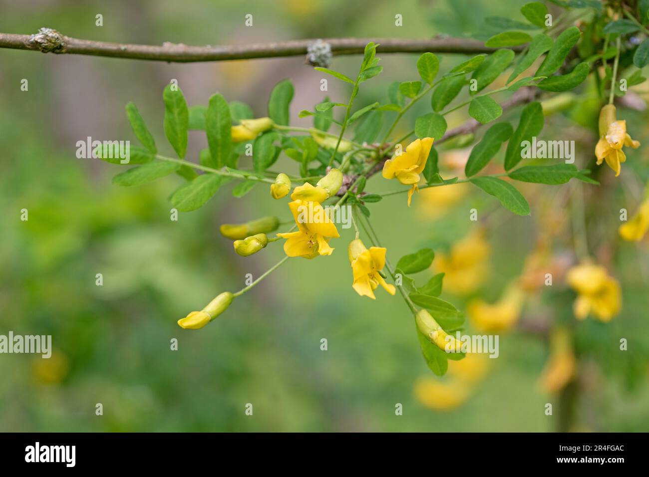 Sibirische Bauernsträube Nahaufnahme von Blumen und Blättern. Caragana Arborescens Stockfoto