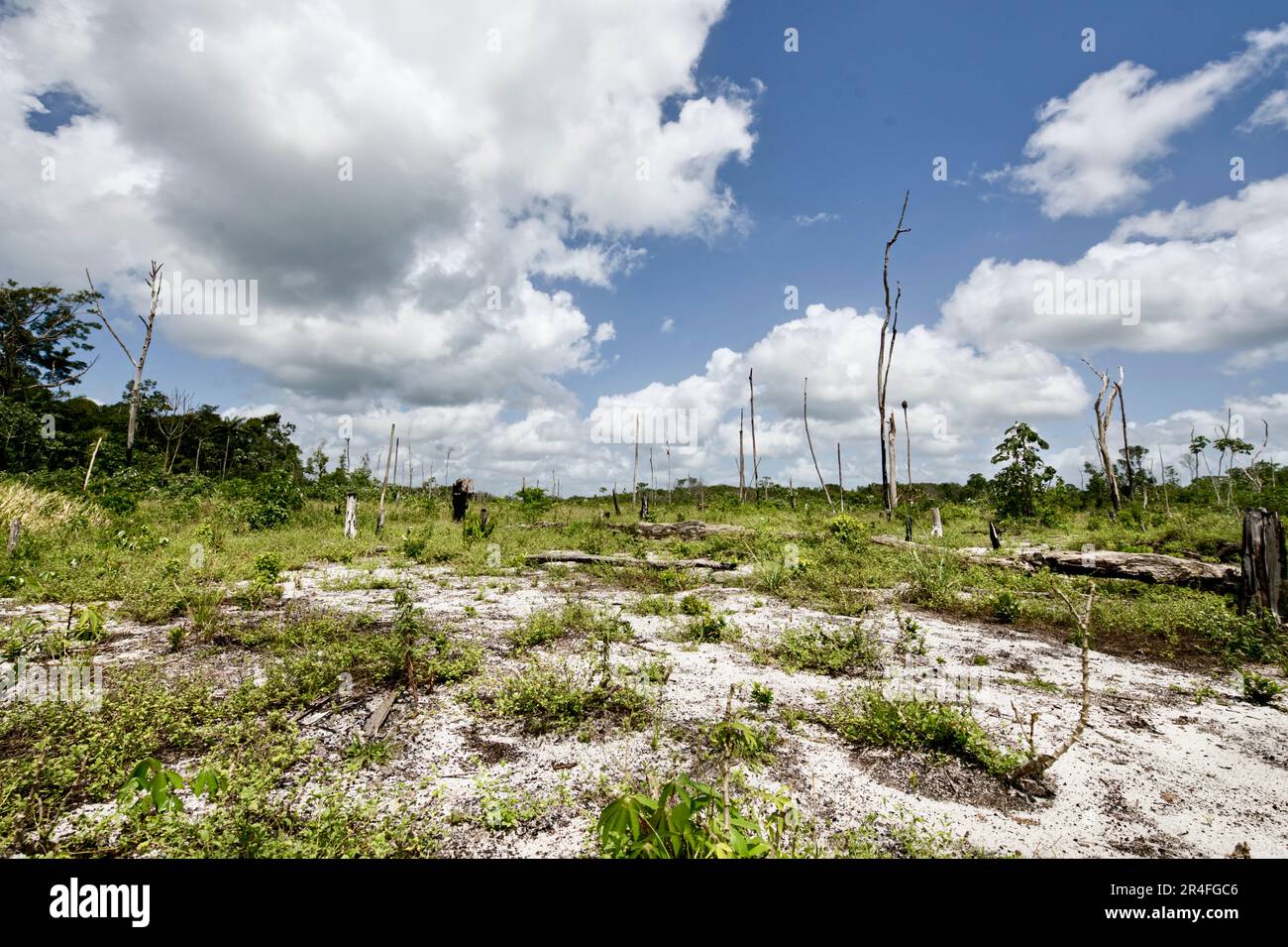 Entwaldeter Savannenwald. Ananasanbau für kleine nachhaltige Landwirtschaft. Zanderij, Suriname. @Matthijs Kuijpers Stockfoto