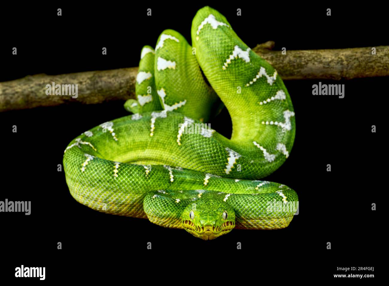 Grüne Baumboa (Corallus caninus) Stockfoto