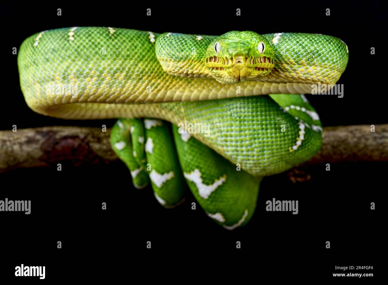 Smaragd Tree Boa (Corallus Caninus) Stockfoto
