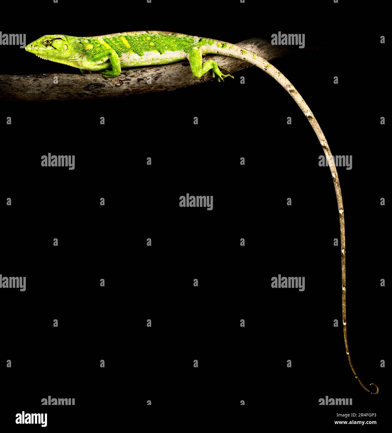 Monkey Lizard (Polychrus Marmoratus) Stockfoto