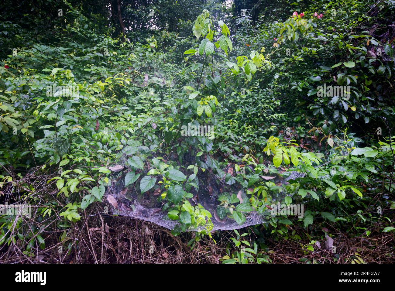 Nest sozialer Spinnen (Anelosimus eximius), das Tausende von Spinnen umfasst. Stockfoto