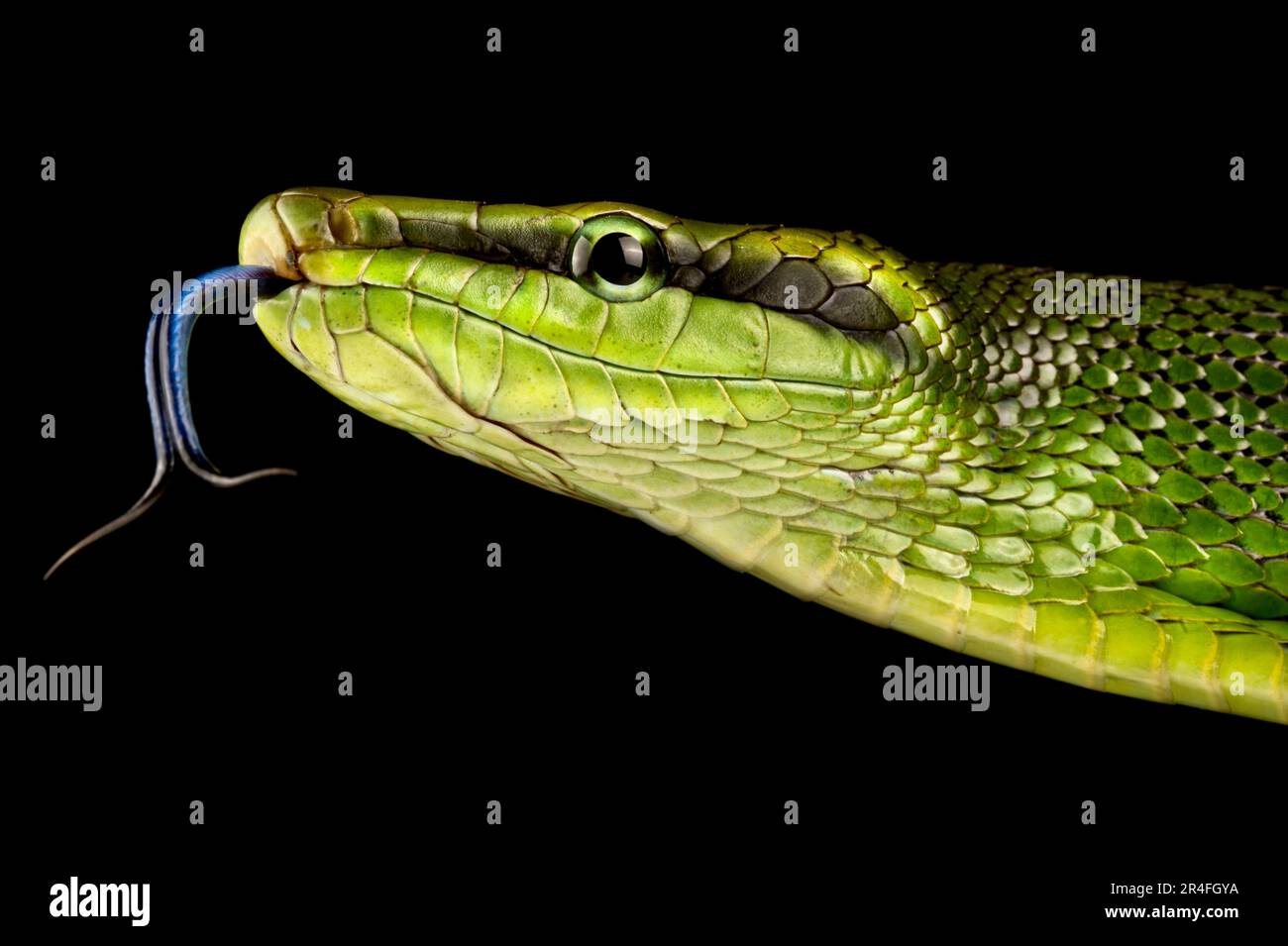 Rote Schwanzratschlanke (Gonyosoma oxycephalum) Stockfoto