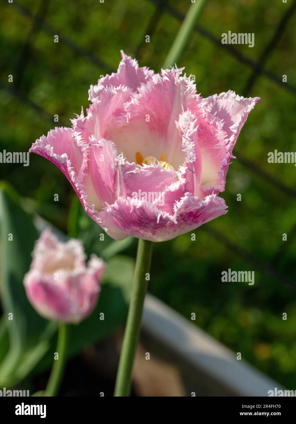 „Dallas“-Franzose Tulip, Franstulpan (Tulipa gesneriana) Stockfoto