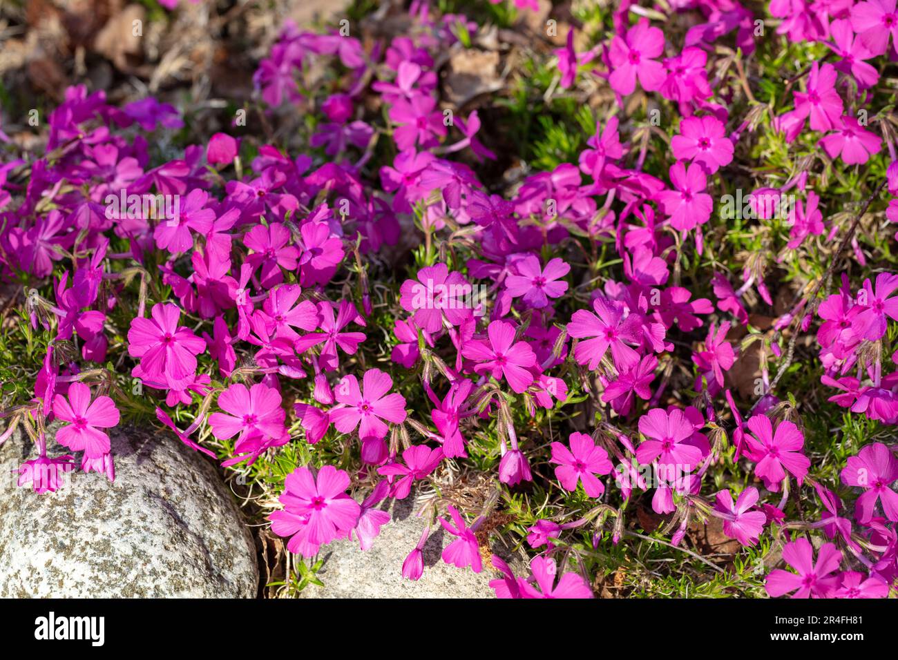 „Ronsdorfer schöne“ kriechender Phlox, Mossflox (Phlox subulata) Stockfoto