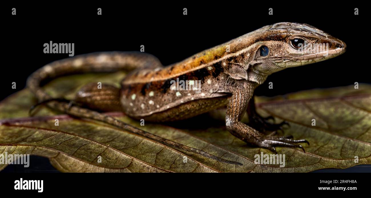 Peitschenschwanz (Kentropix calcarata) Stockfoto