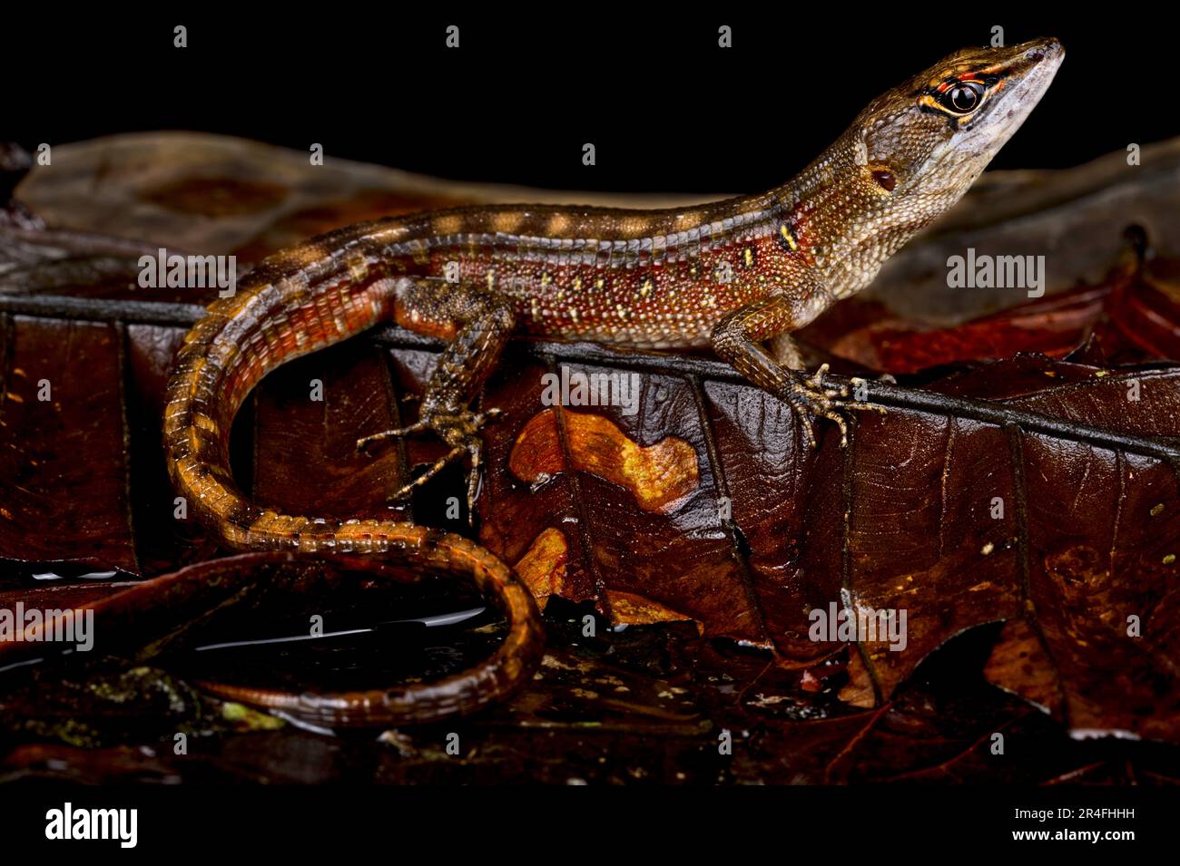 Zweiköpfiger Neusticurus (Neusticurus bicarinatus) Stockfoto