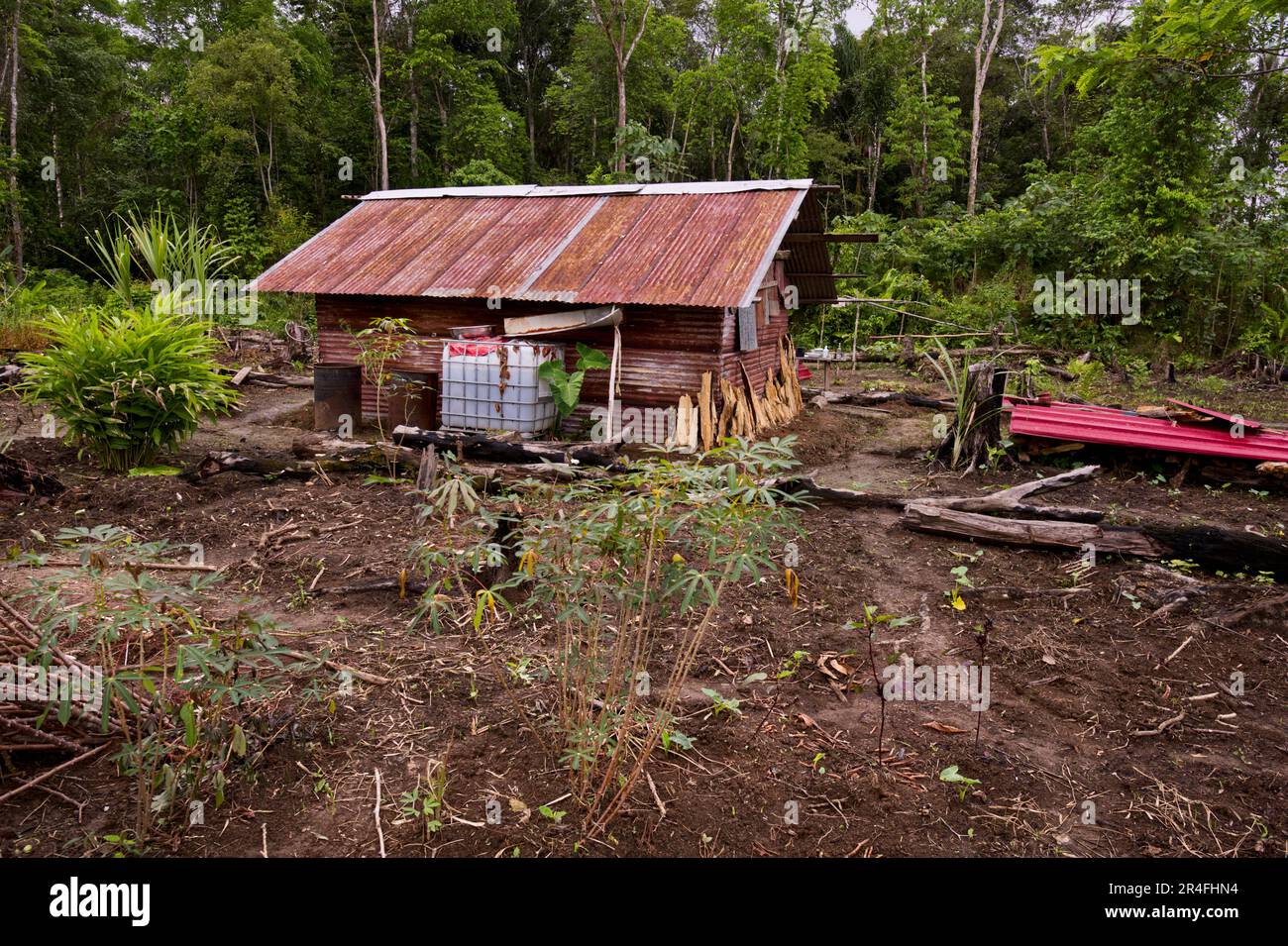 Nachhaltiger Regenwald von Maroons, Suriname Stockfoto