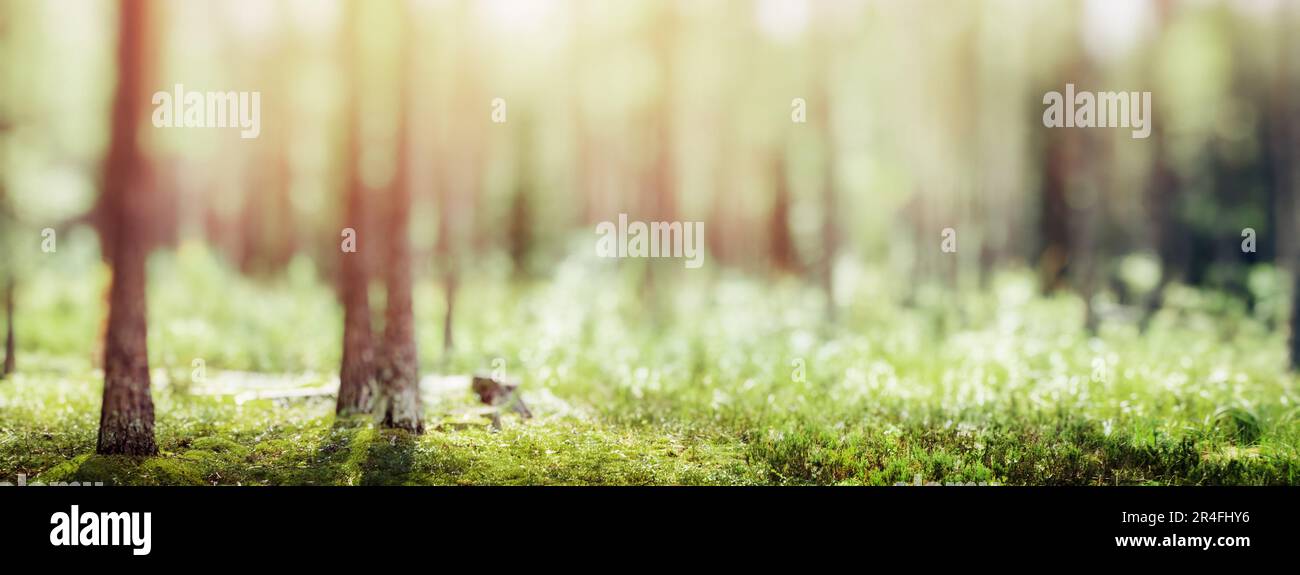 Sommerwaldpanorama - wunderschöne grüne Naturlandschaft Stockfoto