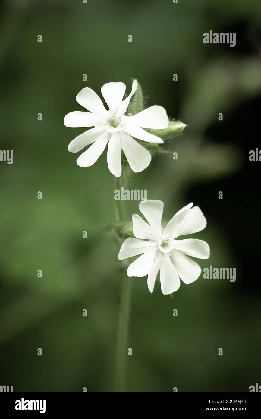 Ein sehr nahes Foto eines weißen campion mit zwei blühenden Blütenköpfen. Die Blüten liegen vor einem natürlichen, unscharfen Hintergrund mit ausreichend Platz für t Stockfoto