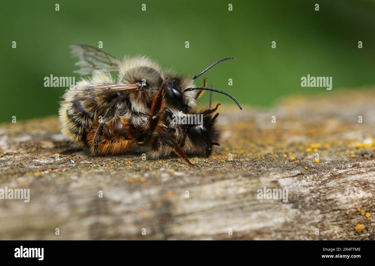 Ein Paar Red Mason Bee, Osmia bicornis, auf einem Zaunpfahl im Frühling. Stockfoto