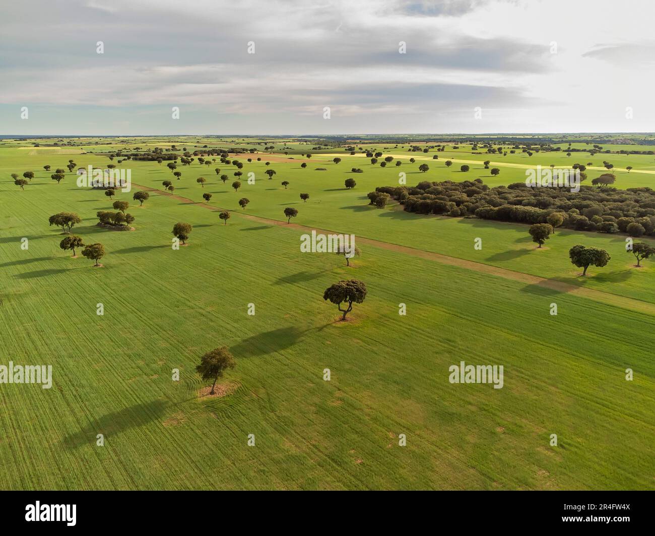 Luftbild riesiger Getreidefelder am Horizont, mit verstreuten Bäumen, aus Sicht der Drohne, horizontal Stockfoto